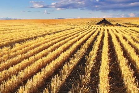 Wheat field