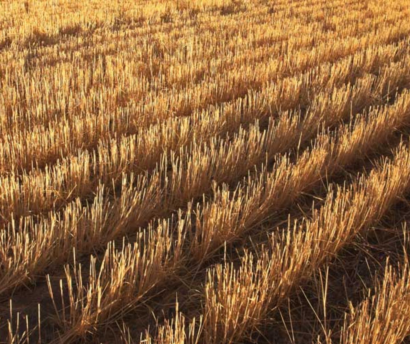 wheat stubble