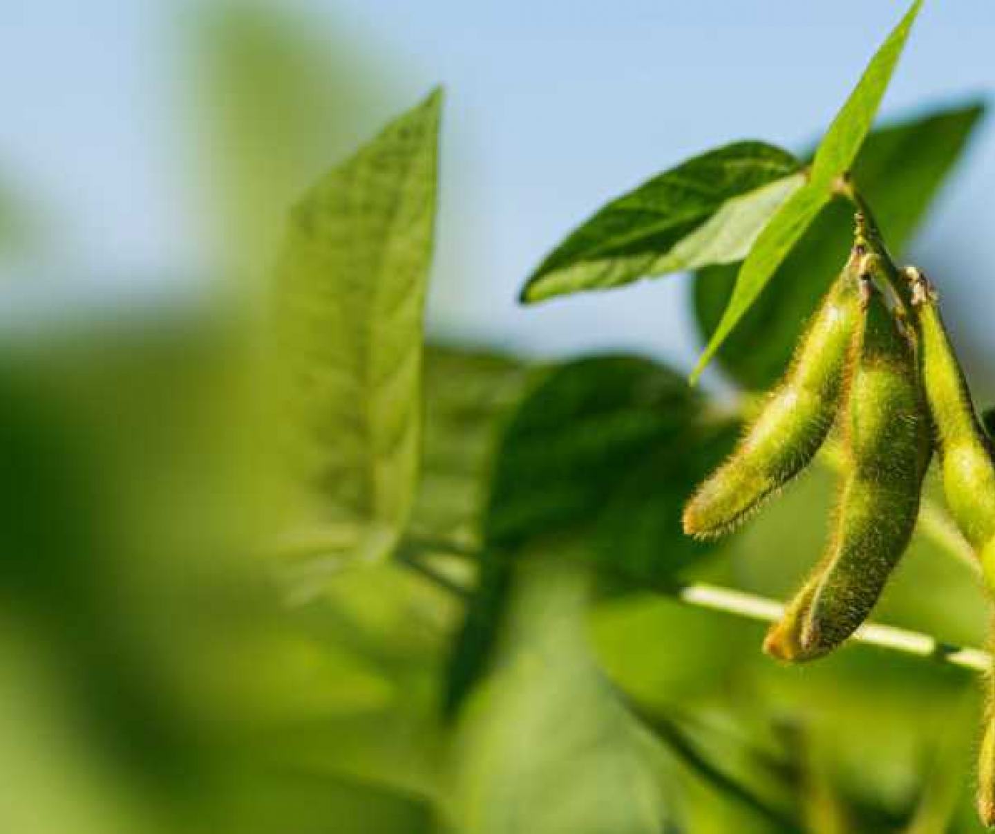 Soybeans