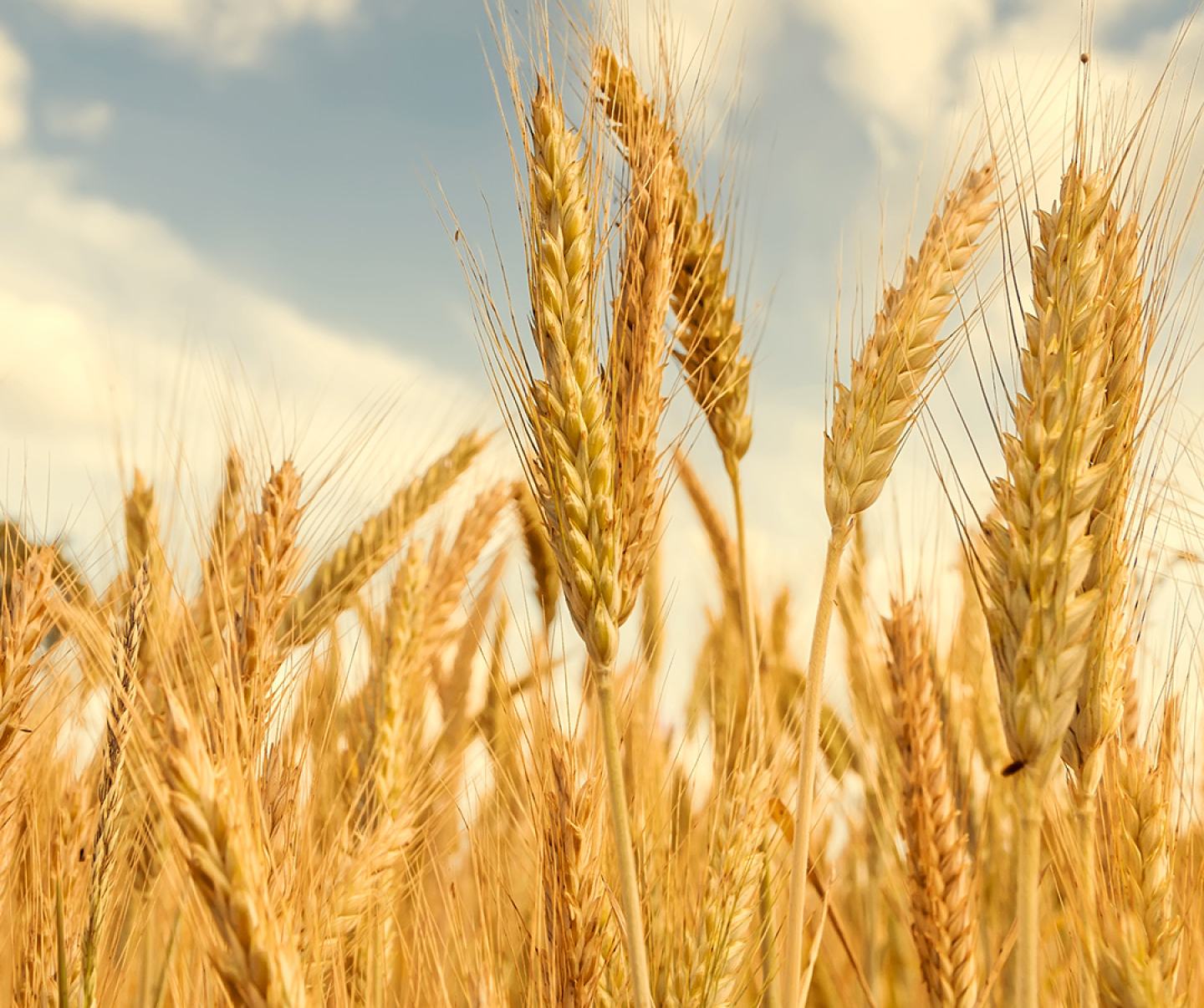 wheat