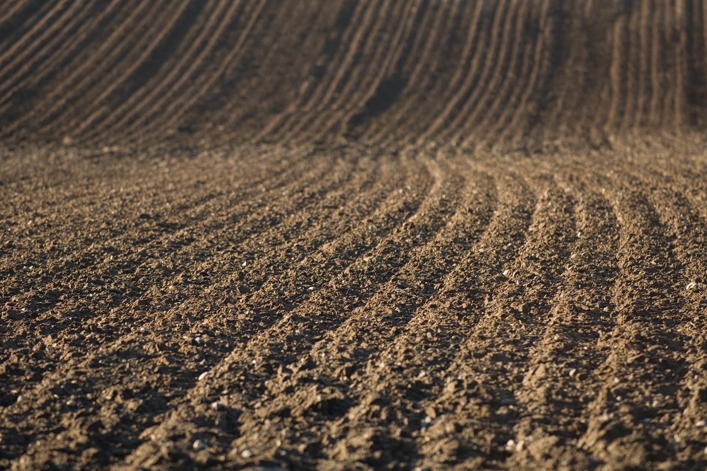 Plowed dirt field