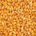 Close up of wheat