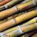 Close up of sugar cane