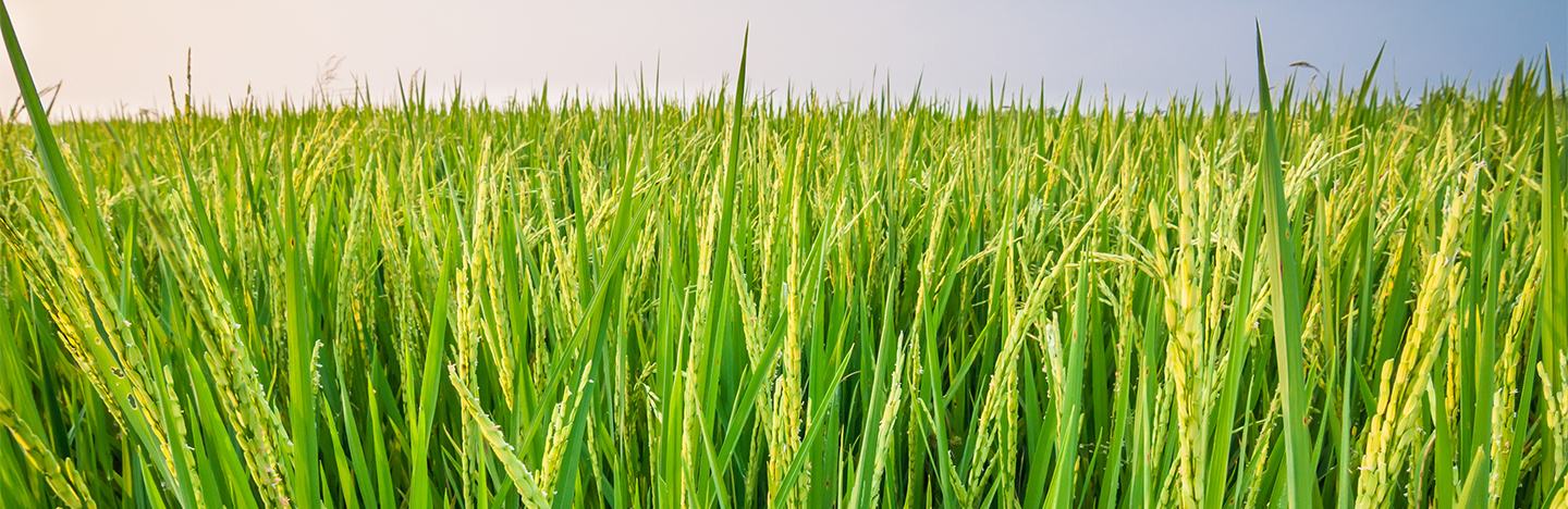 Rice crop