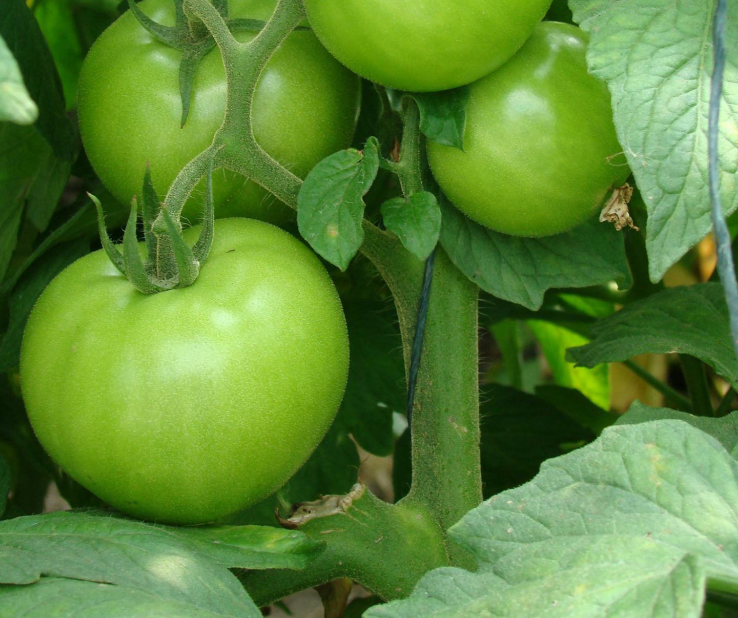 Green tomatoes on the vine