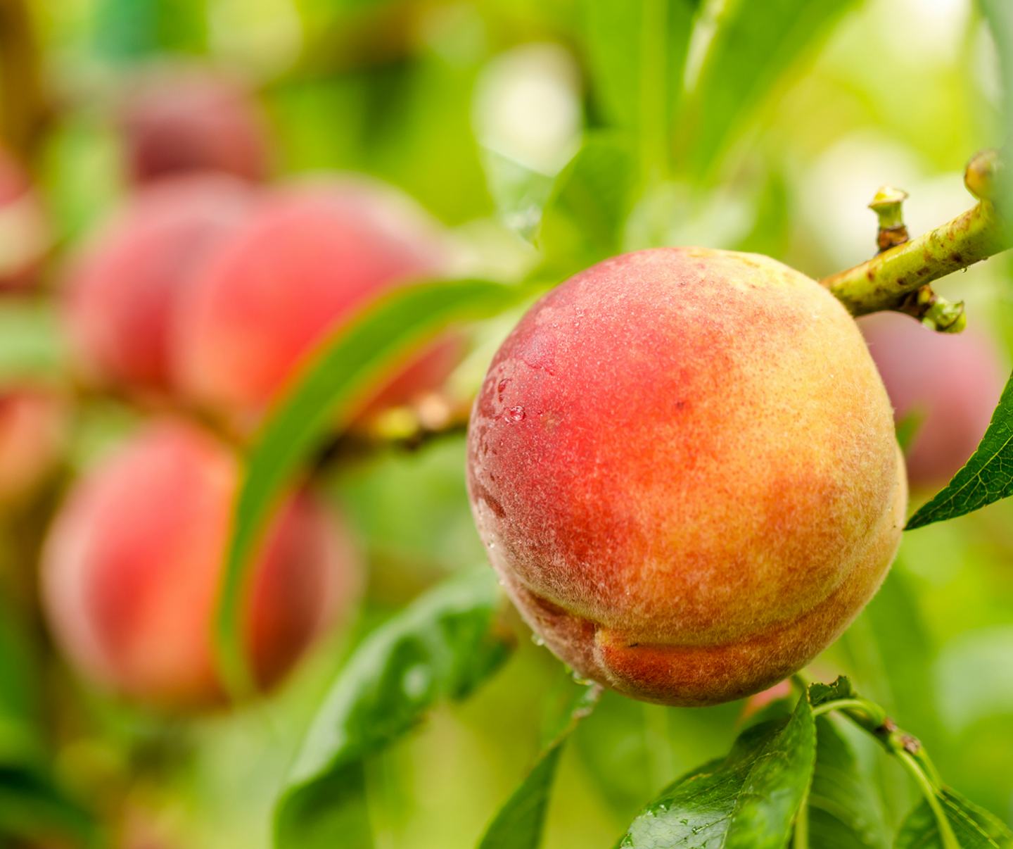 Apples on tree