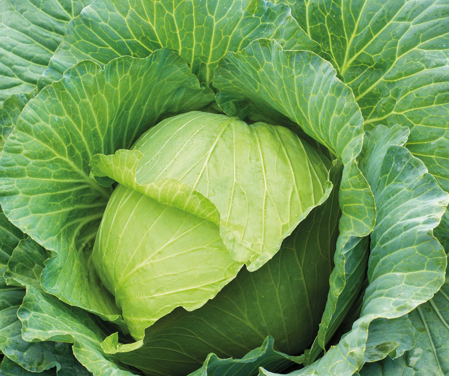 Leafy greens on vine