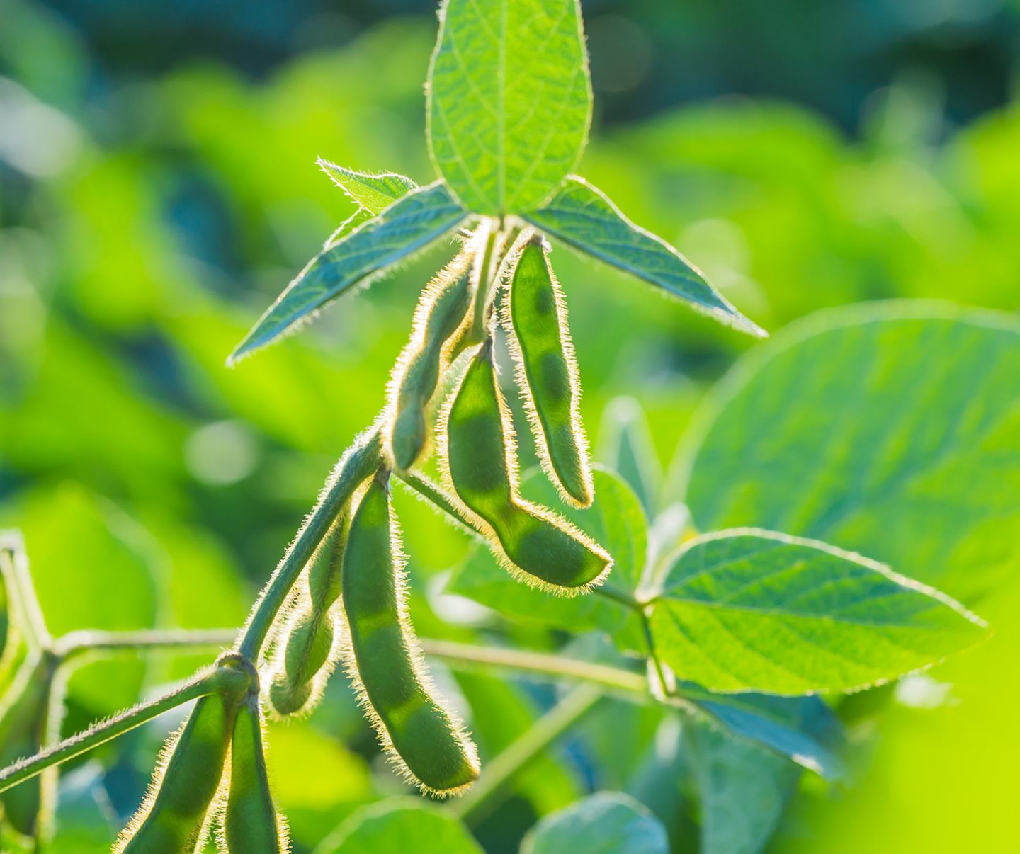 Snow peas on tree 