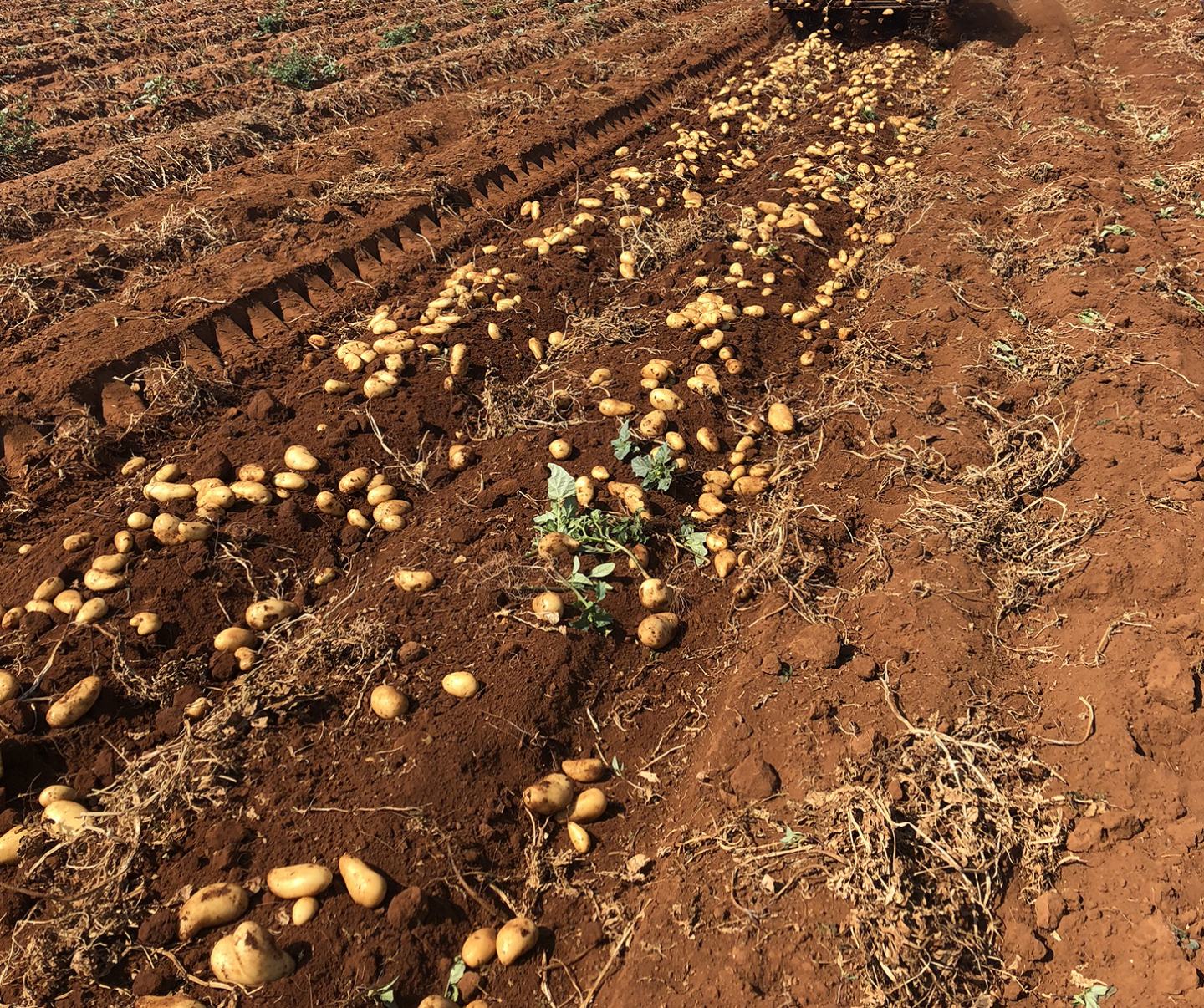Potatoes collected in a field