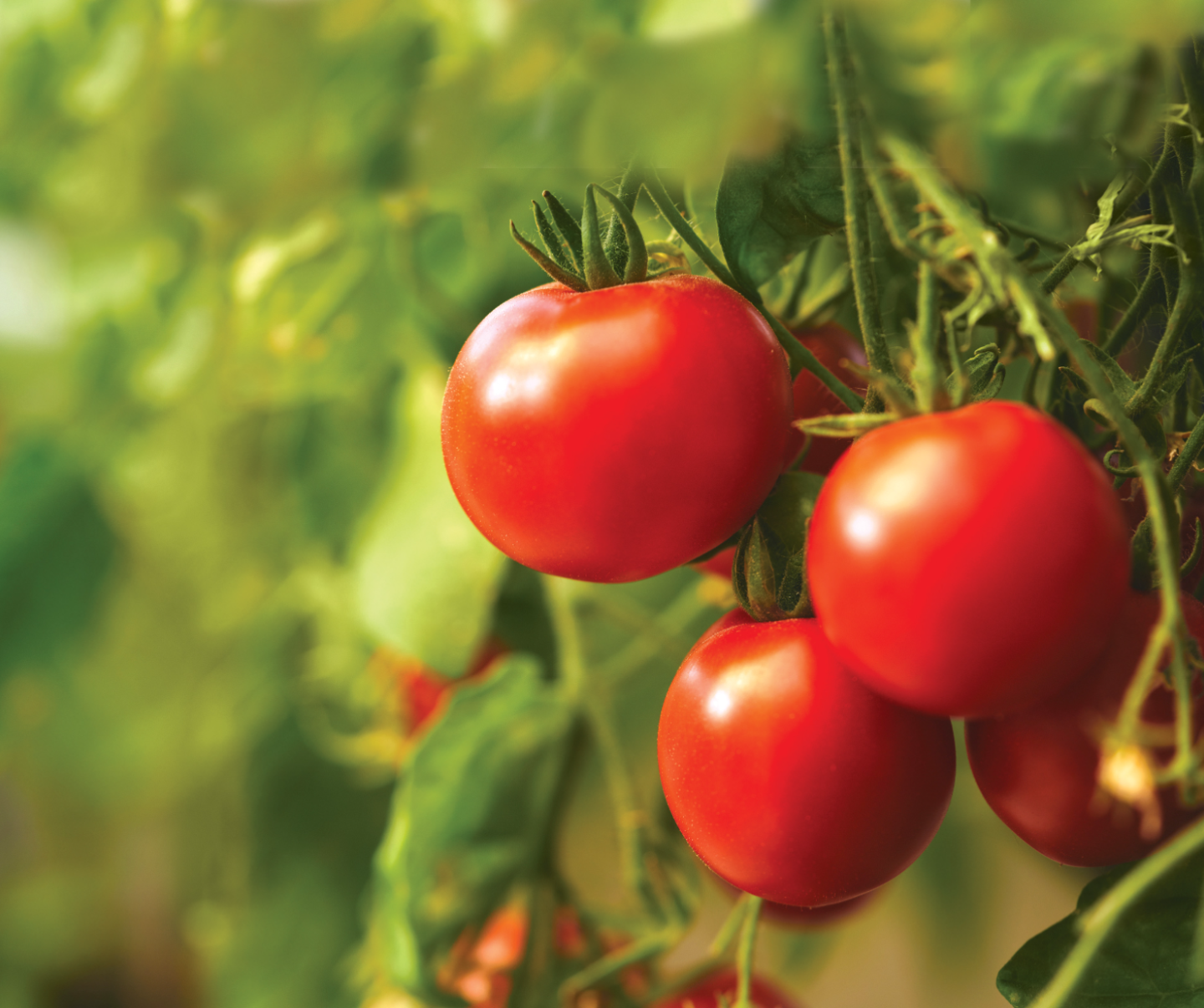 Tomatoes on a tree