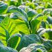 tobacco